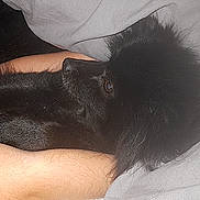 Elsa participe au concours pour gagner de l'argent avec cette photo : dog, black_dog, blanket, bed, resting, cozy, human_arm, comfort, indoor, sleepy, fur, close_up, pet, animal, relaxation, cuddling, warm, snuggle, companion, quiet