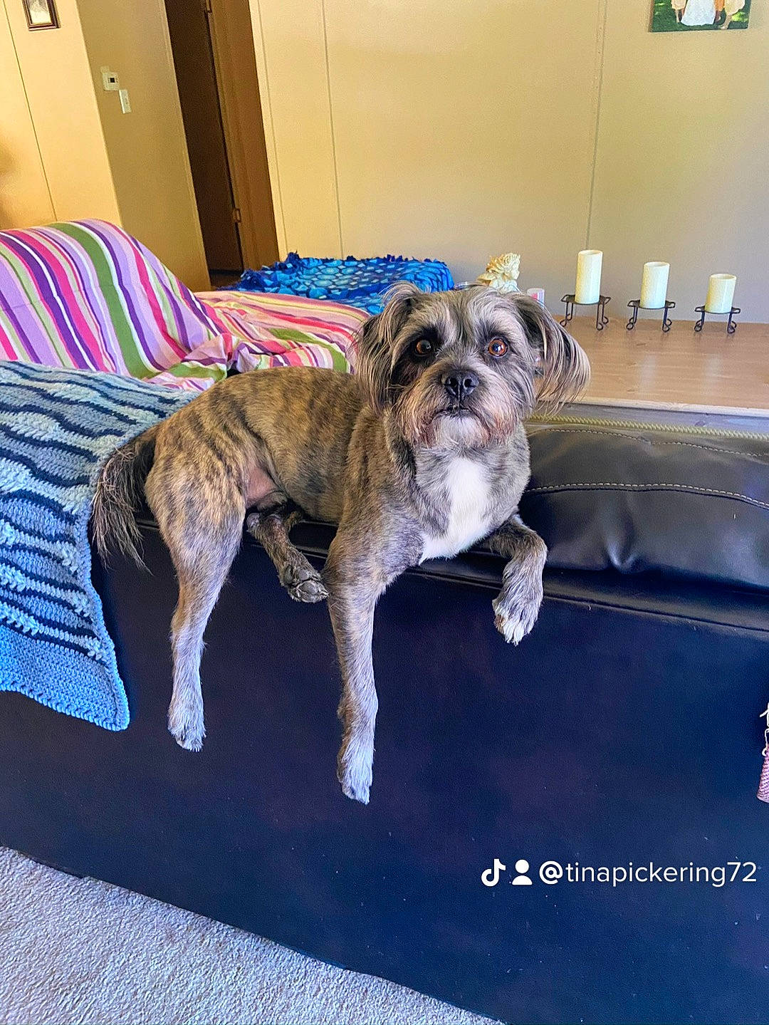 Rufus joined the competition — help win amazing prizes! bulldog, carnivore, collar, comfort, companion_dog, couch, dog, dog_breed, fawn, floor, flooring, fur, hardwood, sporting_group, tail, terrestrial_animal, toy_dog, working_animal, working_dog, wrinkle