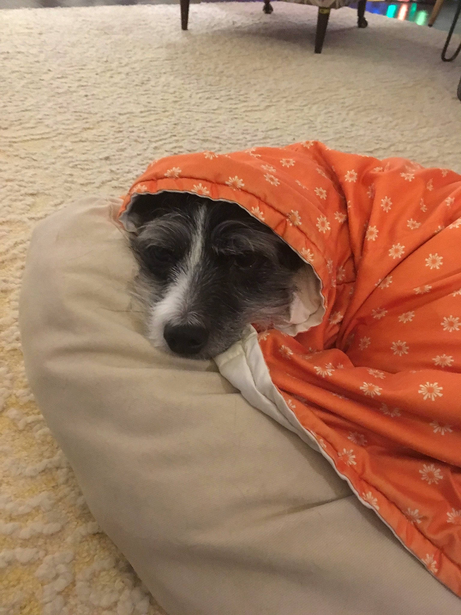 Lola joined the competition — help win amazing prizes! canidae, carnivore, companion_dog, dog, dog_breed