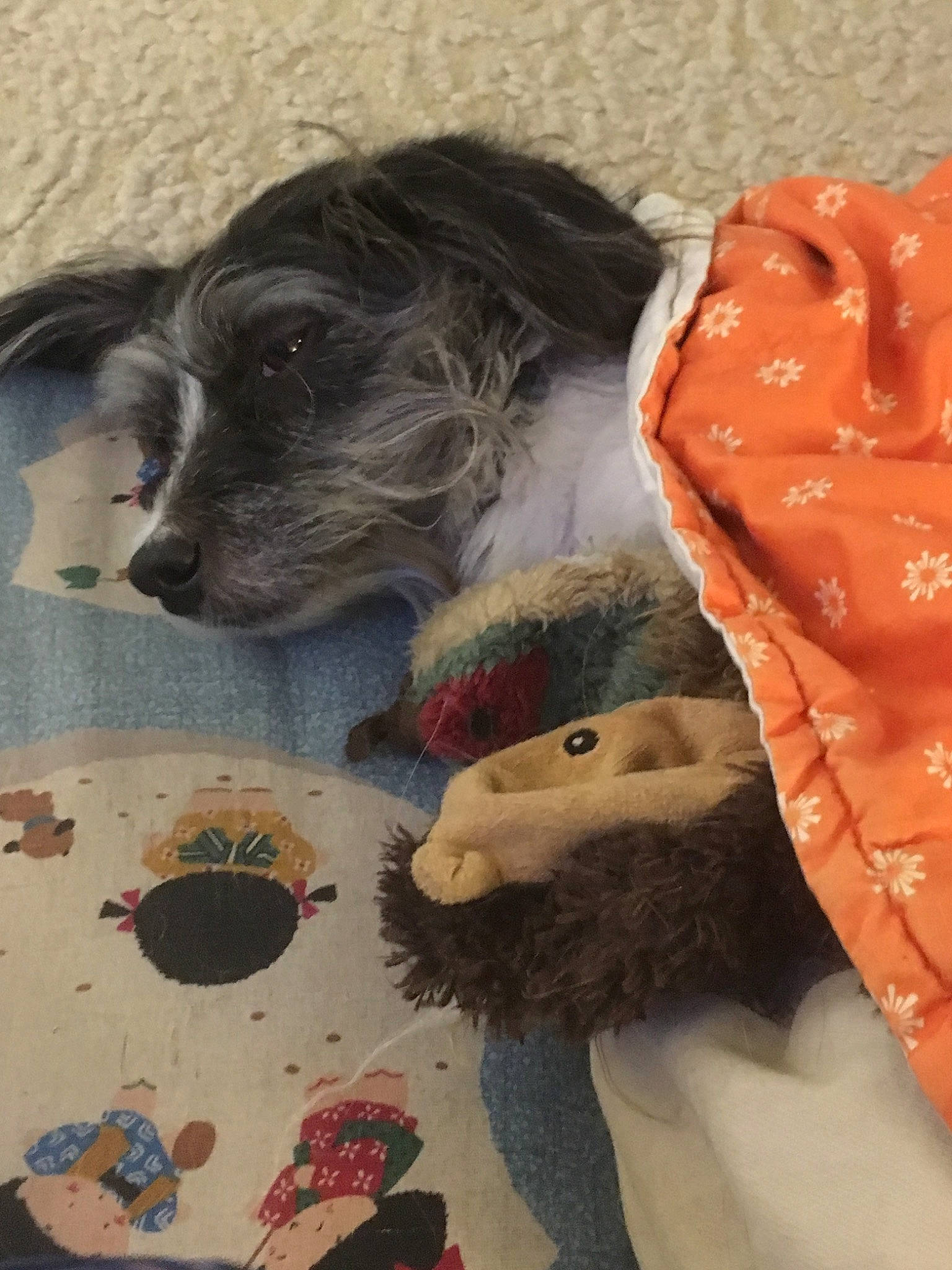 Lola is registered to the contest to win money with this photo: canidae, carnivore, dog, dog_breed, english_springer_spaniel, fur, snout, spaniel, sporting_group