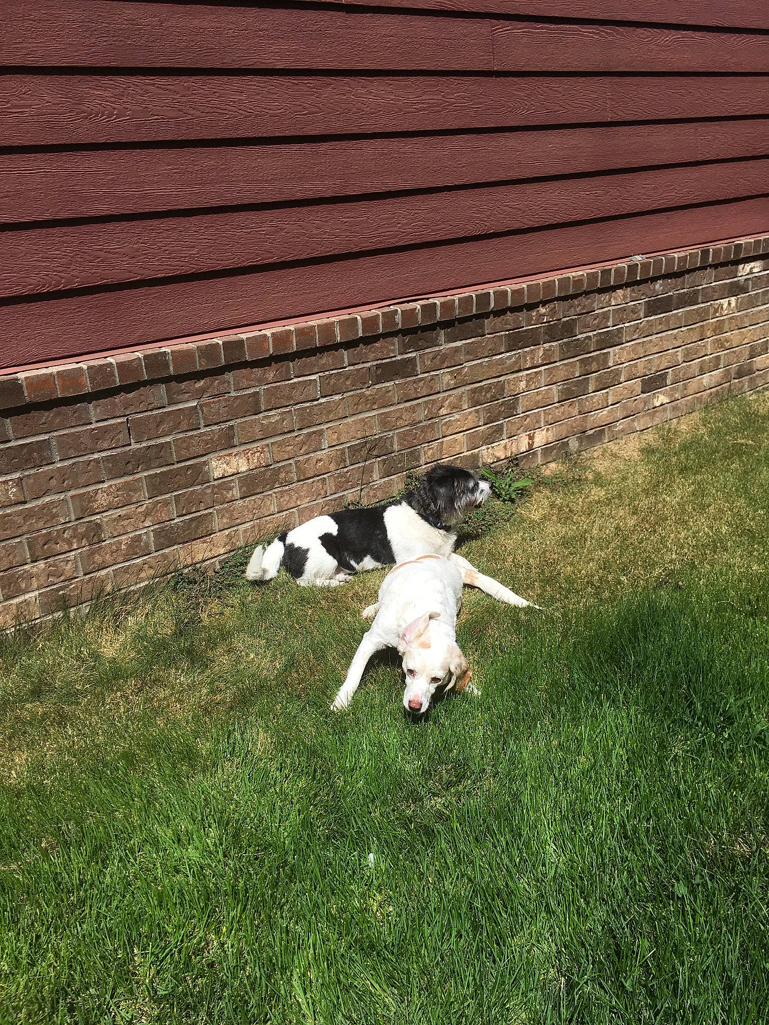 Lilly joined the competition — help win amazing prizes! backyard, canidae, carnivore, danish_swedish_farmdog, dog, dog_breed, french_bulldog, garden, grass, grass_family, green, jack_russell_terrier, lawn, non_sporting_group, pointer, puppy, sporting_group, tail, terrier, yard