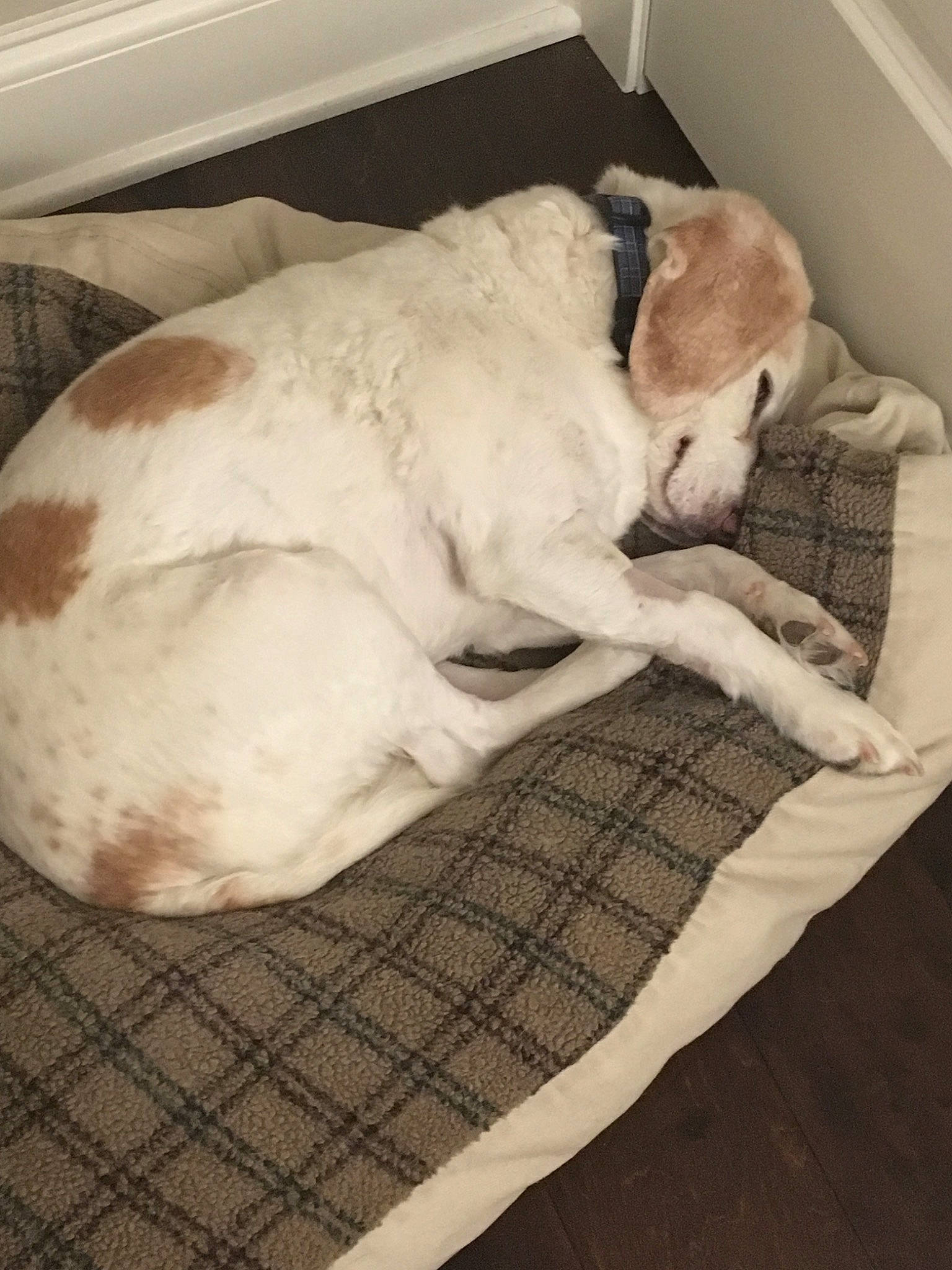 Lilly joined the competition — help win amazing prizes! canidae, carnivore, comfort, companion_dog, dog, dog_bed, dog_breed, fur, furniture, linens, nap, pointer, puppy, sleep, sporting_group
