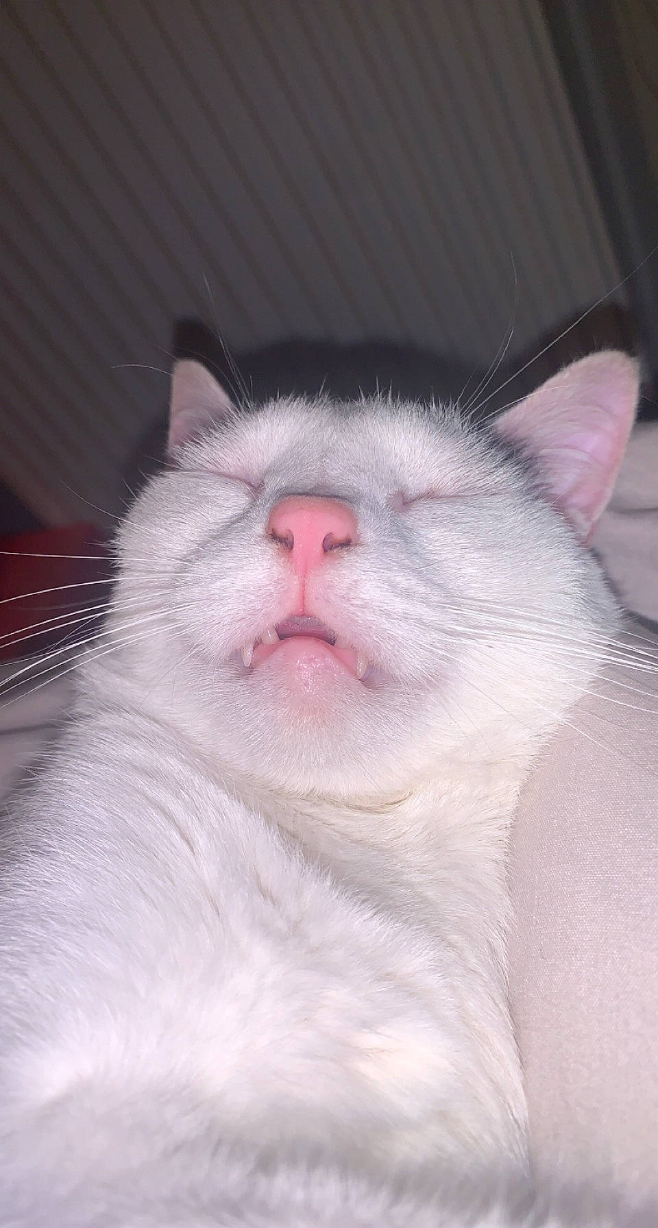 Quiddy participe au concours pour gagner de l'argent avec cette photo : carnivore, cat, comfort, domestic_short_haired_cat, felidae, fur, paw, small_to_medium_sized_cats, tail, terrestrial_animal, whiskers