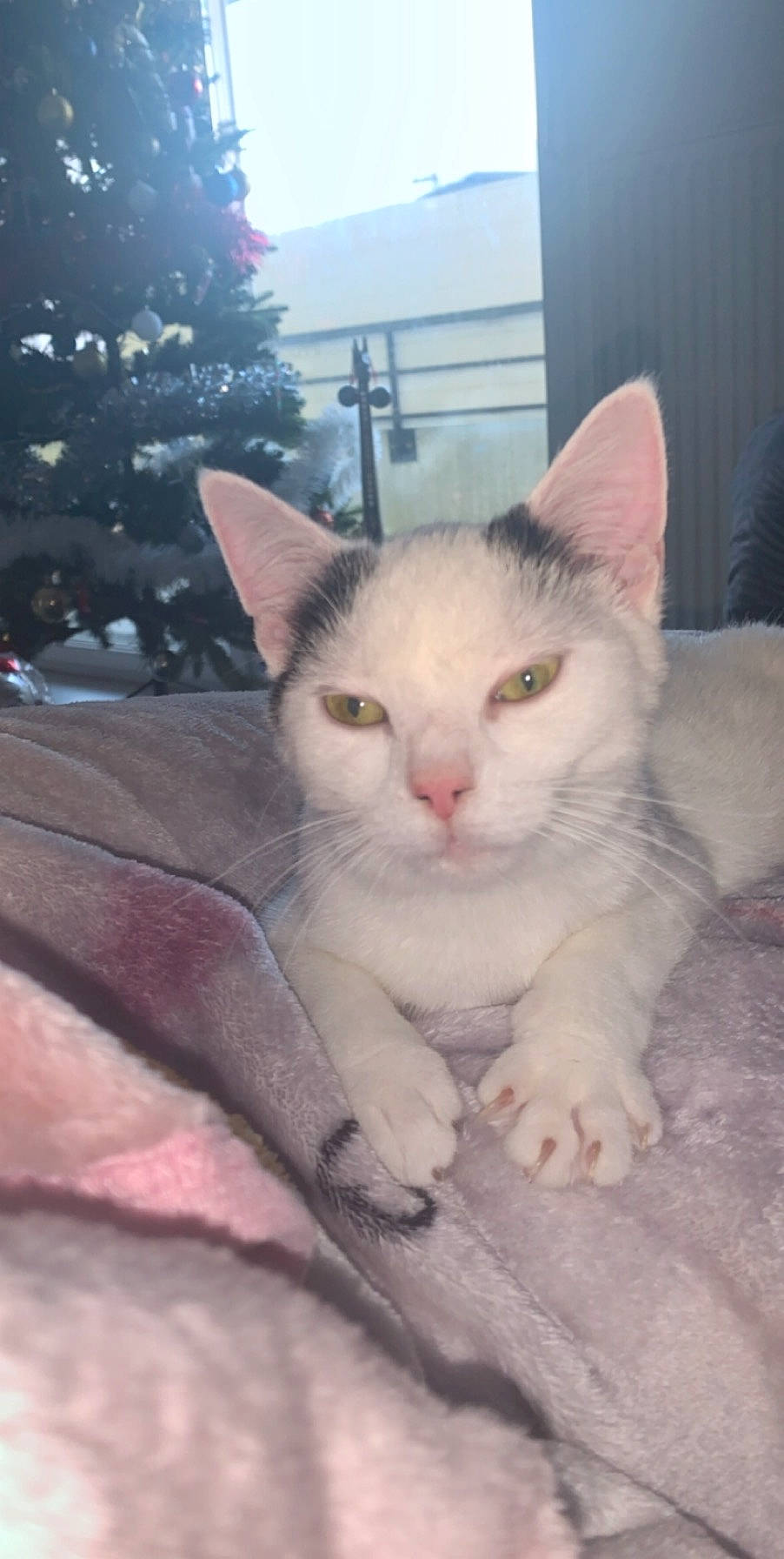 Quiddy a rejoint le concours — aidez-le/la à gagner de superbes lots ! carnivore, cat, christmas_tree, comfort, conifer, domestic_short_haired_cat, felidae, fir, foot, fur, paw, sitting, small_to_medium_sized_cats, snout, tail, tree, whiskers