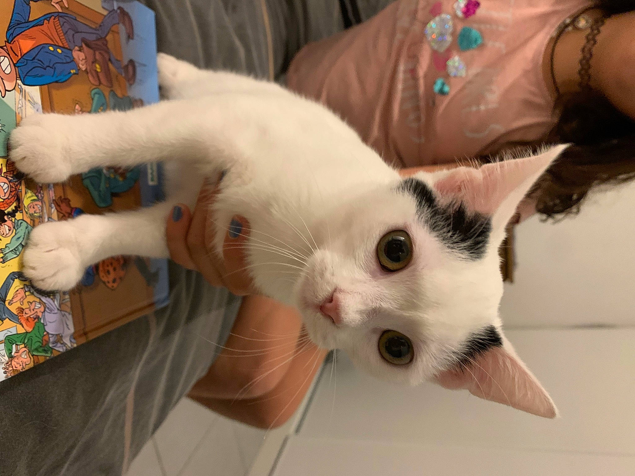 Quiddy participe au concours pour gagner de l'argent avec cette photo : carnivore, cat, claw, domestic_short_haired_cat, ear, fang, fawn, felidae, foot, fur, jewellery, nail, paw, small_to_medium_sized_cats, snout, tail, thai, whiskers