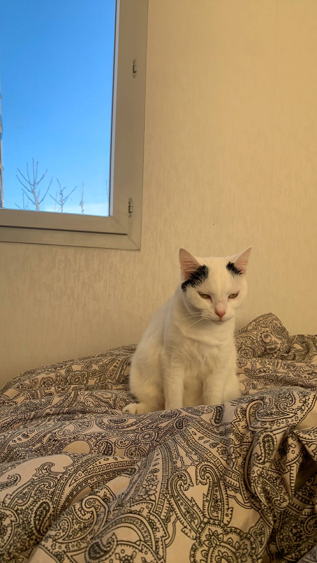 Quiddy participe au concours pour gagner de l'argent avec cette photo : carnivore, cat, comfort, domestic_short_haired_cat, door, felidae, flooring, fur, linens, paw, room, sky, small_to_medium_sized_cats, snout, tail, whiskers, window, wood