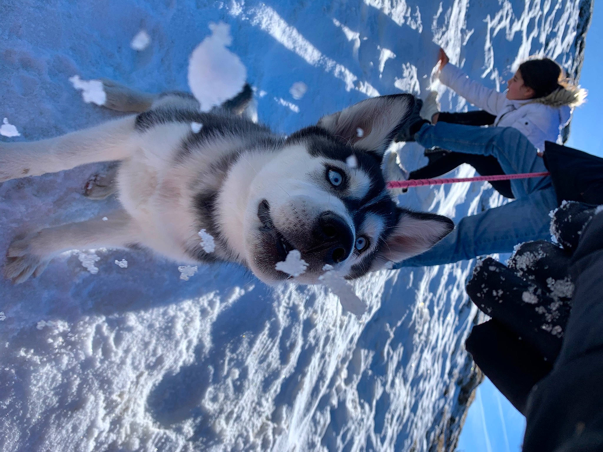 Paddie a rejoint le concours — aidez-le/la à gagner de superbes lots ! ancient_dog_breeds, canidae, carnivore, companion_dog, dog, dog_breed, freezing, fun, fur, leisure, non_sporting_group, paw, playing_in_the_snow, recreation, siberian_husky, sled_dog, snow, sporting_group, winter, working_dog