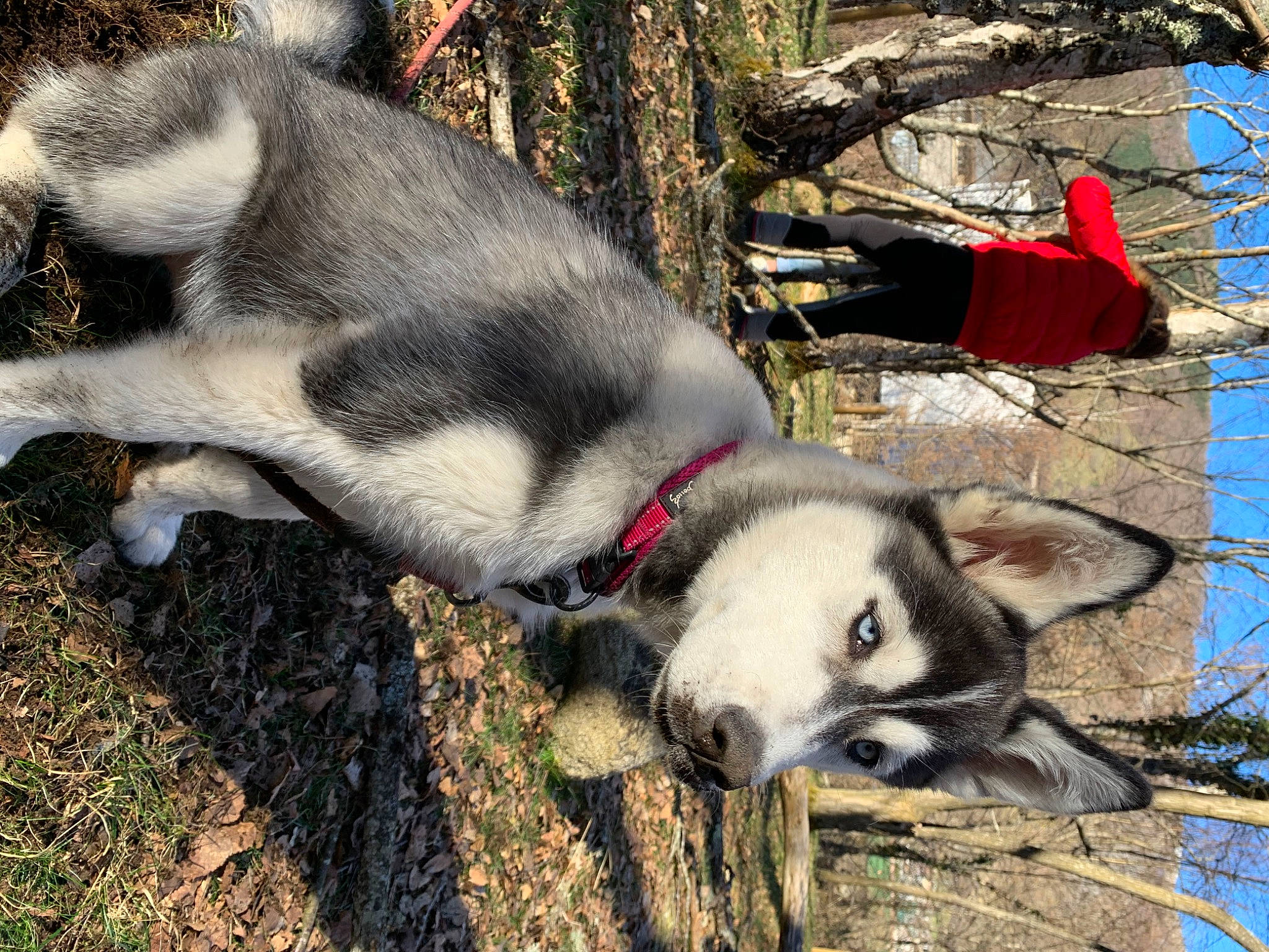 Paddie participe au concours pour gagner de l'argent avec cette photo : canidae, canis, carnivore, dog_breed, fur, mammal, plant, sky, sled_dog, snout, tail, terrestrial_animal, tree, vertebrate, wildlife, wolf, working_animal