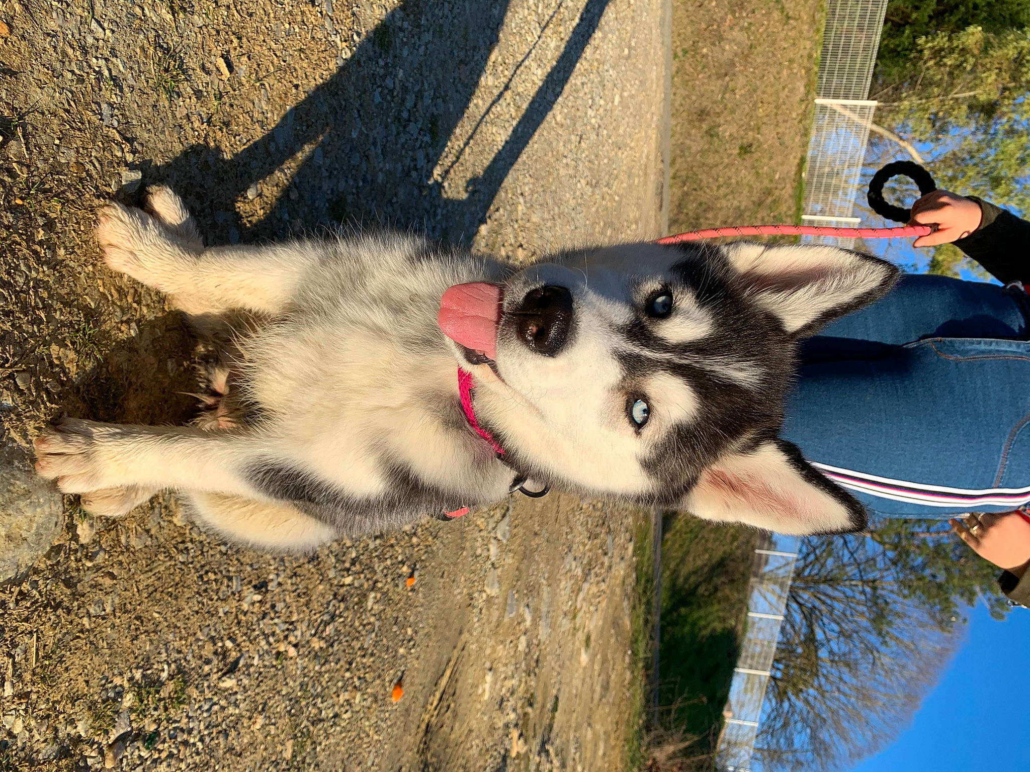 Paddie participe au concours pour gagner de l'argent avec cette photo : canidae, carnivore, collar, companion_dog, dog, dog_breed, dog_supply, fashion_accessory, fur, leash, pet_supply, shadow, sky, sled_dog, snout, sporting_group, tree, water, working_animal, working_dog