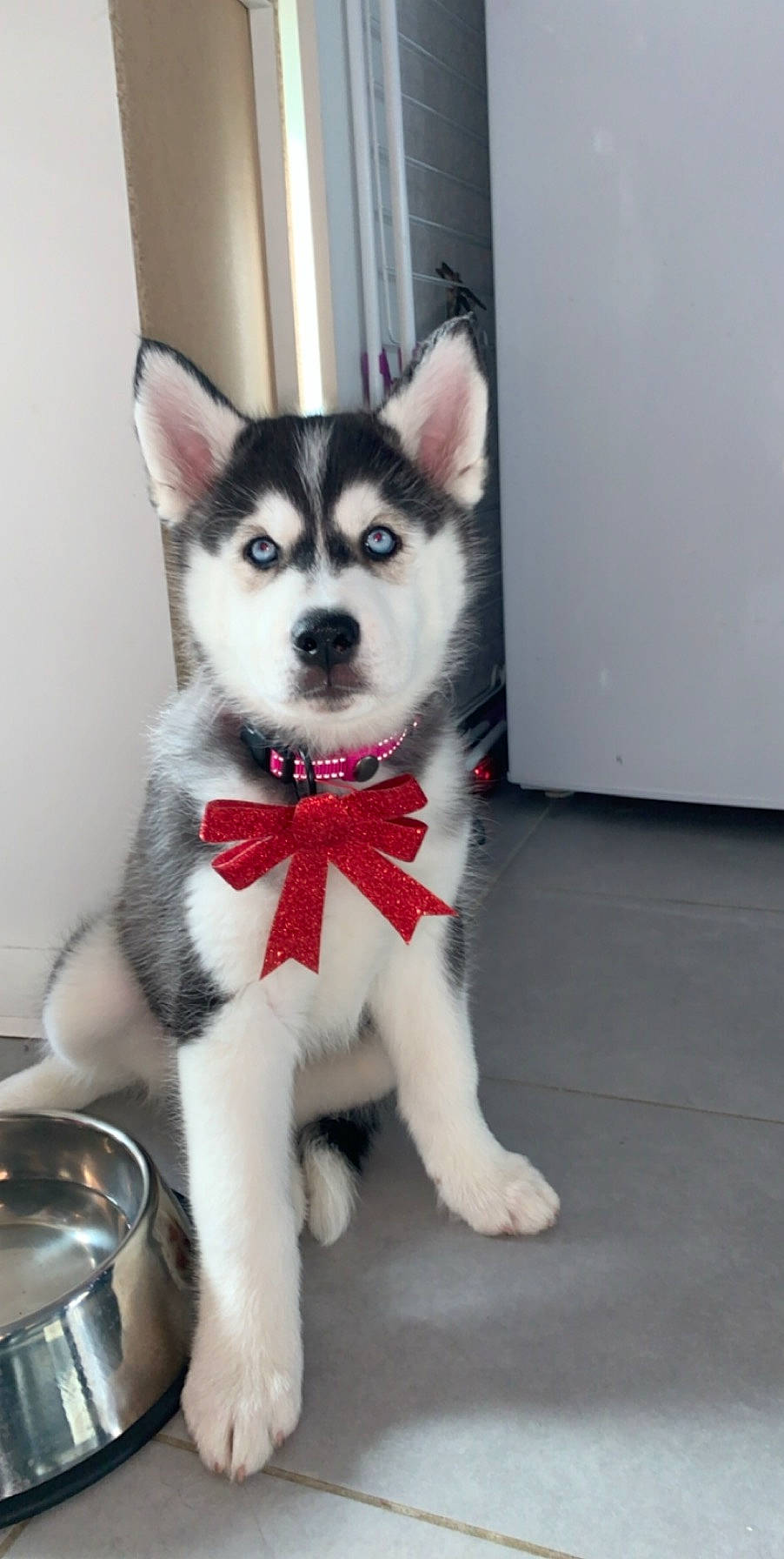 Paddie participe au concours pour gagner de l'argent avec cette photo : ancient_dog_breeds, art, canidae, carmine, carnivore, companion_dog, dog, dog_breed, flooring, fur, non_sporting_group, siberian_husky, sled_dog, snout, tail, working_animal, working_dog