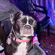Vanellope is registered to the contest to win money with this photo: animal, black_and_white, blanket, carpet, closeup, collar, cute, dog, domestic, ears, face, fur, indoor, looking, nose, pet, plastic_chair, purple_light, sitting, whiskers