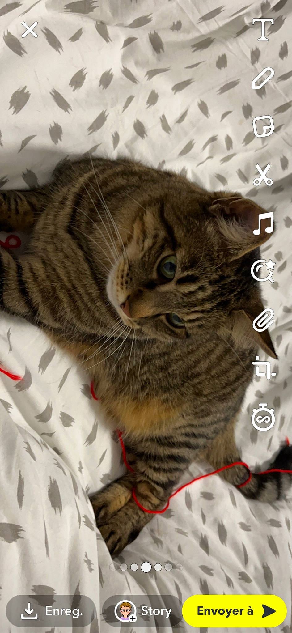 Justin a rejoint le concours — aidez-le/la à gagner de superbes lots ! carnivore, cat, claw, comfort, domestic_short_haired_cat, event, felidae, fur, mammal, pattern, paw, small_to_medium_sized_cats, snout, tail, terrestrial_animal, whiskers