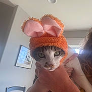 Archer joined the competition — help win amazing prizes! cat, animal, pet, hat, bunny_ears, orange, pink, person, hand, watch, indoor, furniture, chair, picture_frame, curious, white, gray, green_eyes, cozy, natural_light