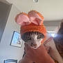 cat, animal, pet, hat, bunny_ears, orange, pink, person, hand, watch, indoor, furniture, chair, picture_frame, curious, white, gray, green_eyes, cozy, natural_light