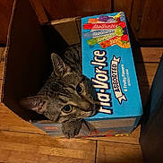 Juju is registered to the contest to win money with this photo: cat, tabby_cat, pet, animal, cardboard_box, ice_pops, food_packaging, snacks, fruit_flavors, wood_floor, indoors, home, curious, green_eyes, striped_fur, ears, whiskers, portrait, cozy, funny
