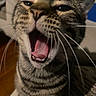 Juju joined the competition — help win amazing prizes! cat, tabby_cat, yawning, open_mouth, pink_tongue, whiskers, feline, close_up, portrait, fur, striped_fur, ears, eyes, nose, teeth, indoor, pet, animal, funny_expression, sleepy