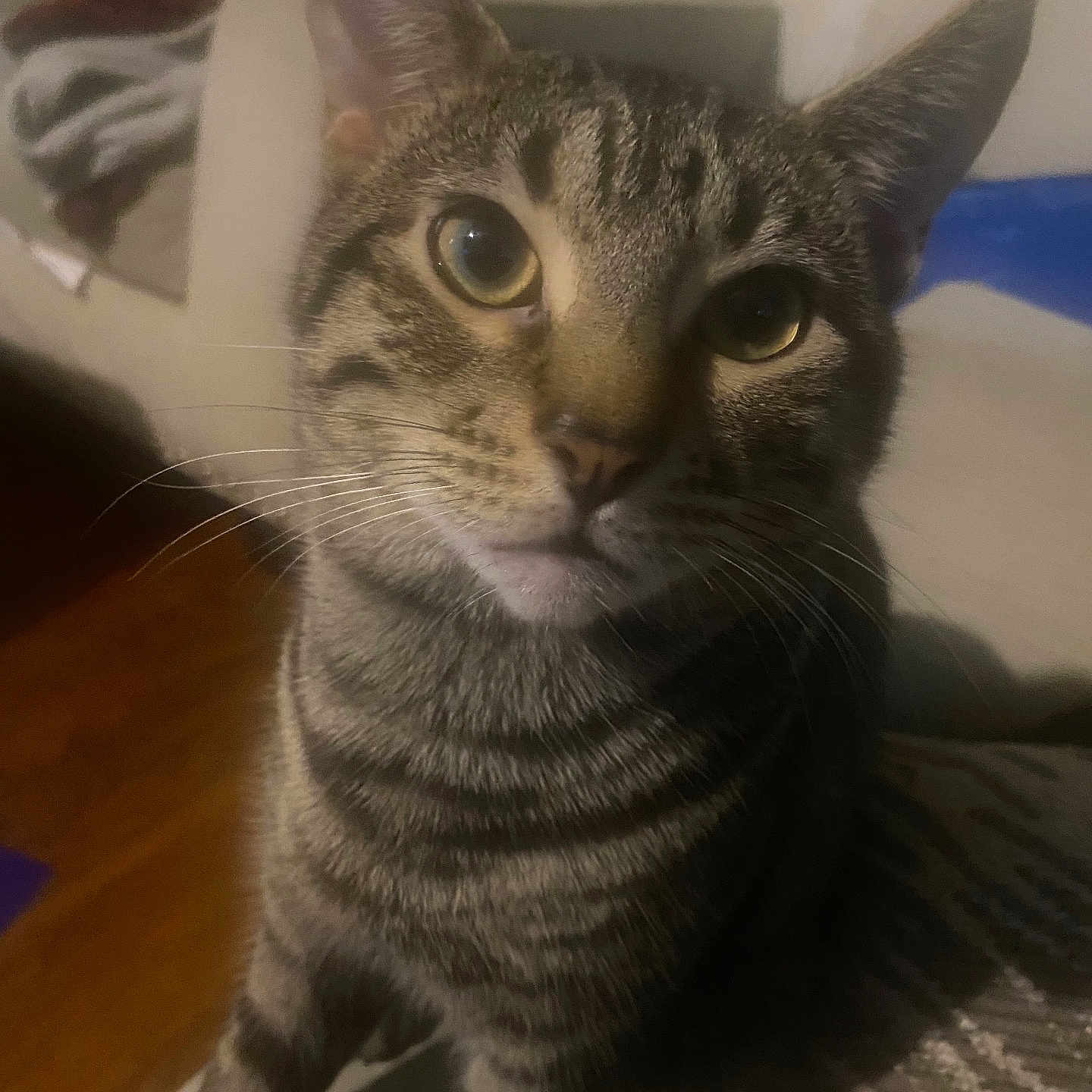 Juju