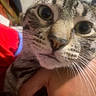 Juju joined the competition — help win amazing prizes! cat, tabby_cat, kitten, close_up, face, eyes, whiskers, nose, fur, striped_fur, curious, pet, animal, hand, indoors, portrait, candid, soft_focus, colorful_background, adorable