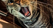 Juju joined the competition — help win amazing prizes! cat, tabby_cat, pet, animal, feline, yawning, open_mouth, large_eyes, whiskers, ears, collar, striped_fur, short_hair, close_up, portrait, indoor, warm_lighting, wooden_background, sitting, funny