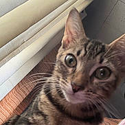Eddie joined the competition — help win amazing prizes! cat, tabby_cat, pet, animal, close_up, portrait, wide_eyes, whiskers, ears, striped_fur, brown_fur, indoor, cushion, window_blind, tiled_wall, human_arm, tattoo, cozy, funny_expression, photography