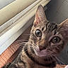 cat, tabby_cat, pet, animal, close_up, portrait, wide_eyes, whiskers, ears, striped_fur, brown_fur, indoor, cushion, window_blind, tiled_wall, human_arm, tattoo, cozy, funny_expression, photography