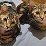 Eddie is registered to the contest to win money with this photo: cats, tabby_cats, pets, animals, felines, close_up, portrait, bed, bedding, indoors, wooden_floor, striped_fur, whiskers, ears, eyes, paws, sitting, lying_down, curious, home