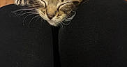 Eddie is registered to the contest to win money with this photo: cat, kitten, tabby, sleeping, sleepy, close_up, pet, animal, whiskers, ears, paws, fur, striped_fur, relaxed, cute, indoors, wooden_floor, black_clothing, portrait, nap