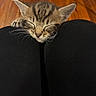 cat, kitten, tabby, sleeping, sleepy, close_up, pet, animal, whiskers, ears, paws, fur, striped_fur, relaxed, cute, indoors, wooden_floor, black_clothing, portrait, nap