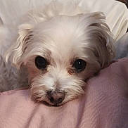 Duke joined the competition — help win amazing prizes! animal, close_up, companion, cozy, cushion, cute, dog, eyes, face, fluffy, fur, indoor, laying_down, pet, pink_cushion, relaxed, resting, snout, soft_texture, white_dog