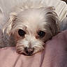 animal, close_up, companion, cozy, cushion, cute, dog, eyes, face, fluffy, fur, indoor, laying_down, pet, pink_cushion, relaxed, resting, snout, soft_texture, white_dog