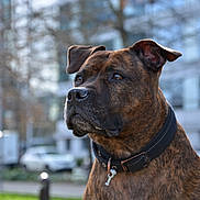 Cali participe au concours pour gagner de l'argent avec cette photo : dog, brindle, collar, pet, animal, outdoor, urban, building, tree, daylight, portrait, mammal, canine, looking_away, closeup, park, street, background_blur, focused, alert