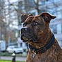 dog, brindle, collar, pet, animal, outdoor, urban, building, tree, daylight, portrait, mammal, canine, looking_away, closeup, park, street, background_blur, focused, alert