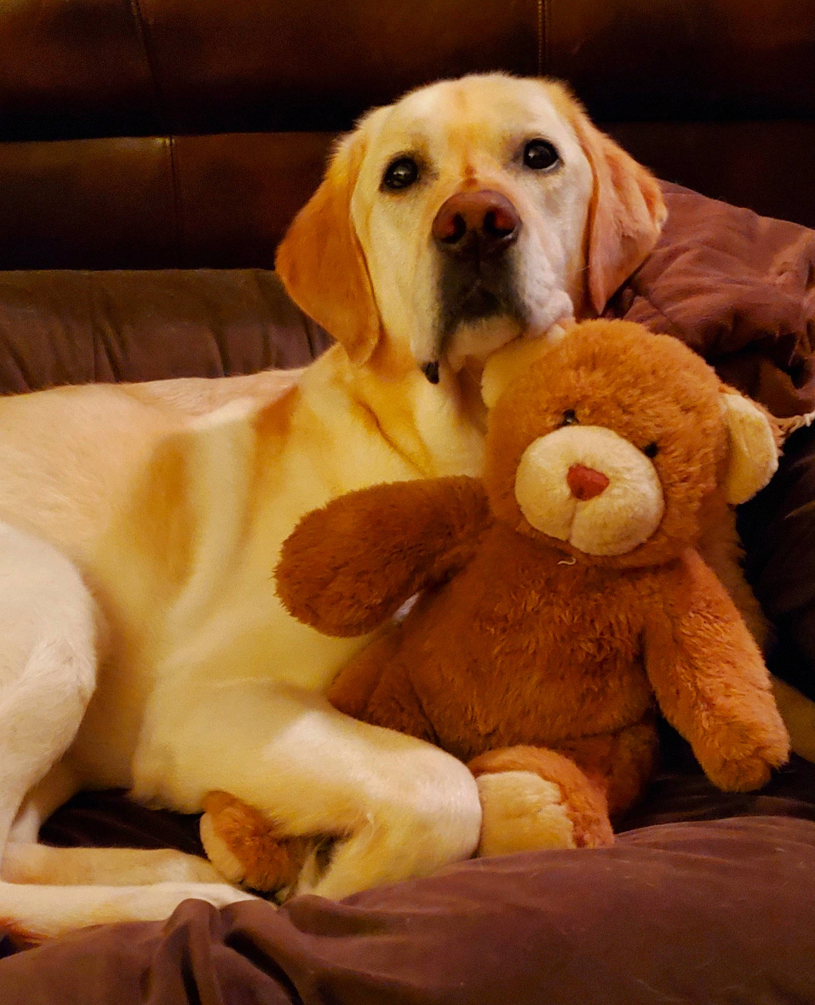 Trouper is registered to the contest to win money with this photo: canidae, carnivore, comfort, companion_dog, couch, dog, dog_breed, dog_supply, fawn, fur, plush, selfie, snout, sporting_group, stuffed_toy, teddy_bear, terrestrial_animal, toy, wood, working_animal