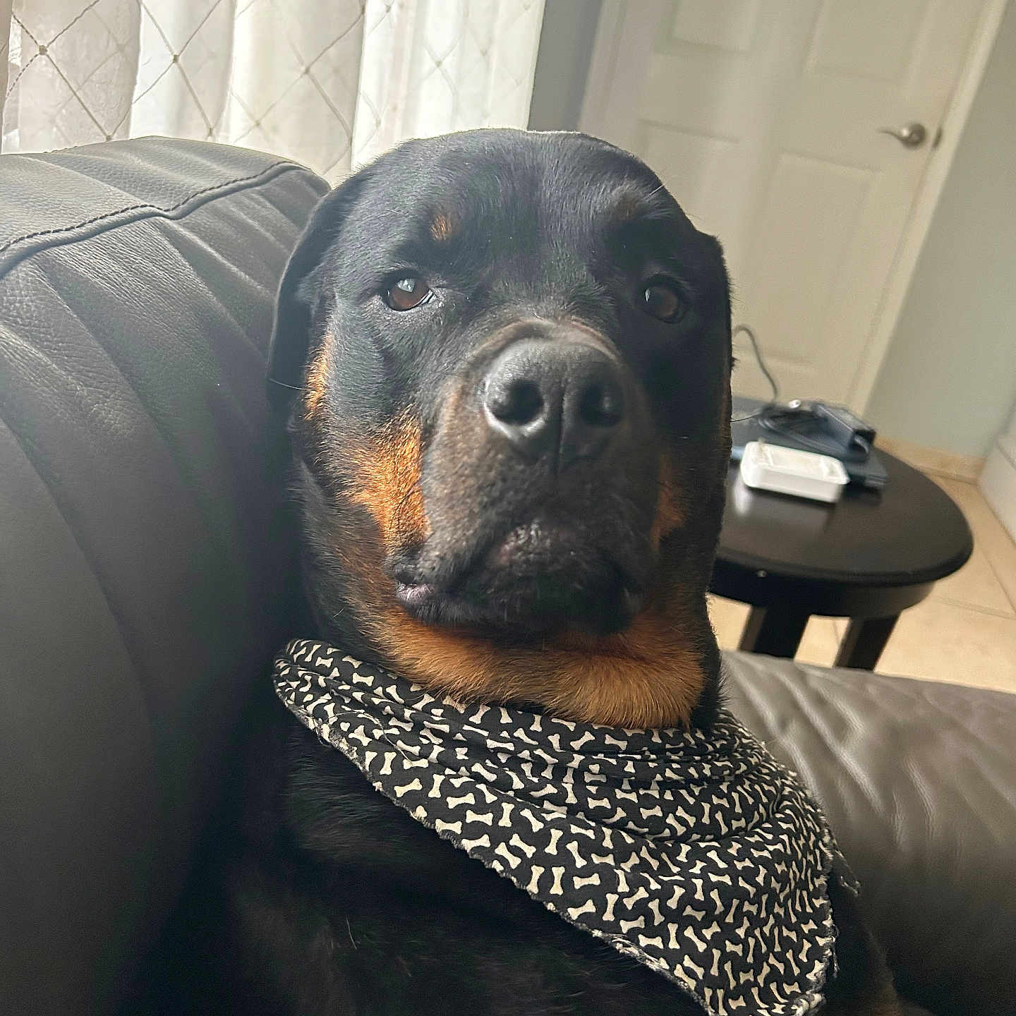 Bella joined the competition — help win amazing prizes! animal, bandana, black_and_tan, canine, curtains, dog, door, ears, fur, home_interior, indoor, leather_couch, natural_light, pet, portrait, relaxed, rottweiler, snout, table, window
