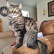 Chili is registered to the contest to win money with this photo: cat, tabby, fluffy, pet, indoor, living_room, couch, armrest, furniture, domestic_animal, yellow_eyes, whiskers, tail, fur, portrait, seated, window, clock, wall_art, cozy