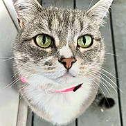 Chloe is registered to the contest to win money with this photo: cat, close_up, green_eyes, gray_fur, white_fur, pink_collar, pet, animal, whiskers, ears, curious, looking_up, domestic_cat, feline, portrait, indoor, floor, fur, face, nose