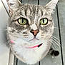 cat, close_up, green_eyes, gray_fur, white_fur, pink_collar, pet, animal, whiskers, ears, curious, looking_up, domestic_cat, feline, portrait, indoor, floor, fur, face, nose