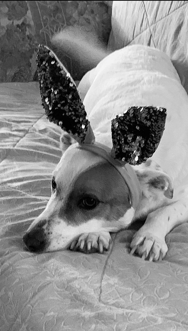 Roxy is registered to the contest to win money with this photo: art, black, black_and_white, carnivore, companion_dog, dog, dog_breed, dog_supply, fawn, monochrome, monochrome_photography, paw, snout, sporting_group, stock_photography, style, toy_dog, whiskers, white, working_animal