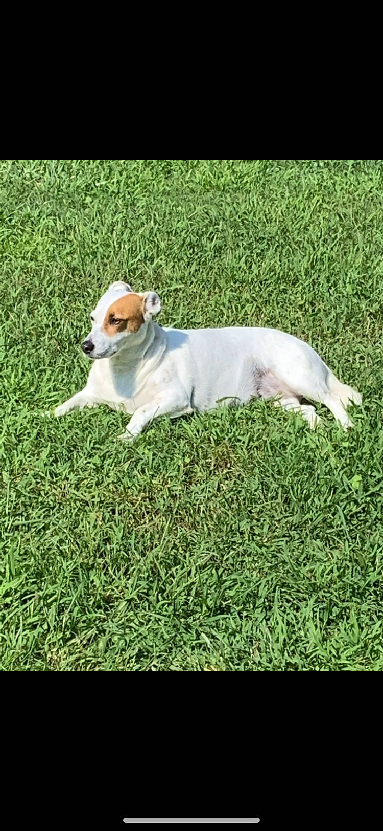 Roxy is registered to the contest to win money with this photo: canidae, carnivore, collar, companion_dog, dog, dog_breed, fawn, grass, grass_family, grassland, groundcover, lawn, pasture, plant, snout, sporting_group, tail, terrestrial_animal, whiskers, working_animal