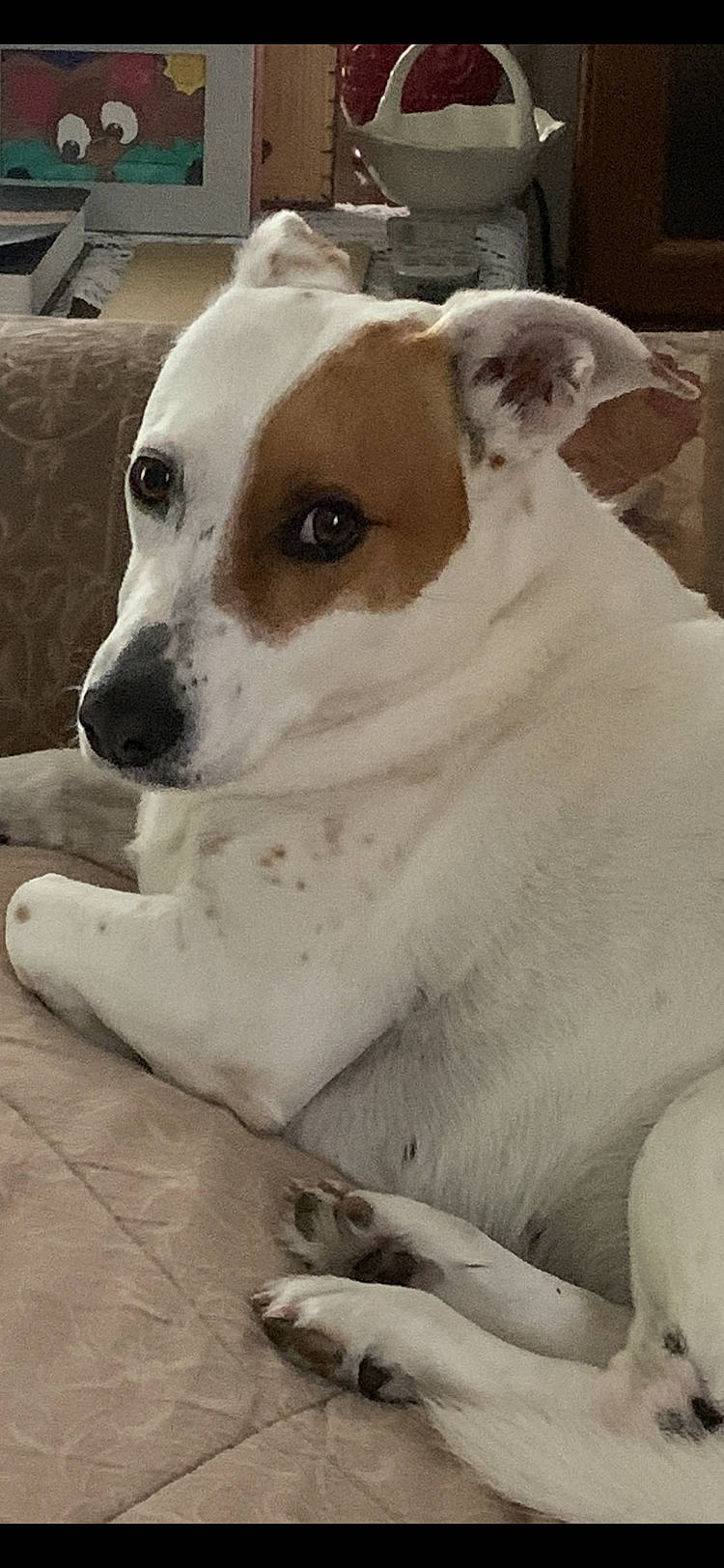 Roxy is registered to the contest to win money with this photo: ancient_dog_breeds, canidae, carnivore, collar, companion_dog, dog, dog_breed, dog_collar, fawn, irishjacks, non_sporting_group, sporting_group, street_dog, terrestrial_animal, whiskers, working_animal