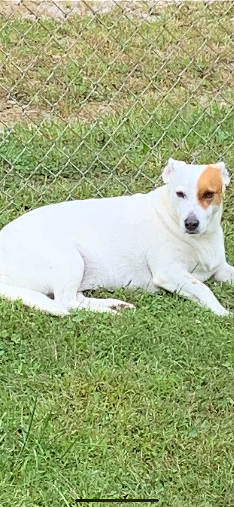 Roxy joined the competition — help win amazing prizes! carnivore, collar, companion_dog, dog, dog_breed, fence, grass, grassland, plant, sporting_group, tail, terrestrial_animal, working_animal, working_terrier