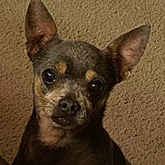 Diego joined the competition — help win amazing prizes! alert, animal, black_coat, brown_coat, canine, carpet, companion, cute, dog, domestic, ears, eyes, fur, indoor, looking_up, mammal, nose, pet, small_dog, whiskers