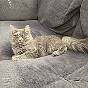 Gracie is registered to the contest to win money with this photo: cat, comfortable, couch, cozy, domestic_animal, ears, eyes, feline, fluffy, fur, furniture, gray_cat, home, indoor, lying_down, pet, relaxed, resting, tail, whiskers