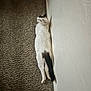 cat, feline, pet, indoor, carpet, wall, stretched_out, tail, white_fur, black_tail, calico_patch, ear, whiskers, relaxing, lounging, sleeping, home, baseboard, corner, cozy