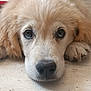 Appy Et Aulga participe au concours pour gagner de l'argent avec cette photo : adorable, animal, canine, close_up, companion, cute, dog, eyes, face, fluffy, fur, golden_retriever, indoor, lying_down, mammal, nose, pet, portrait, puppy, young