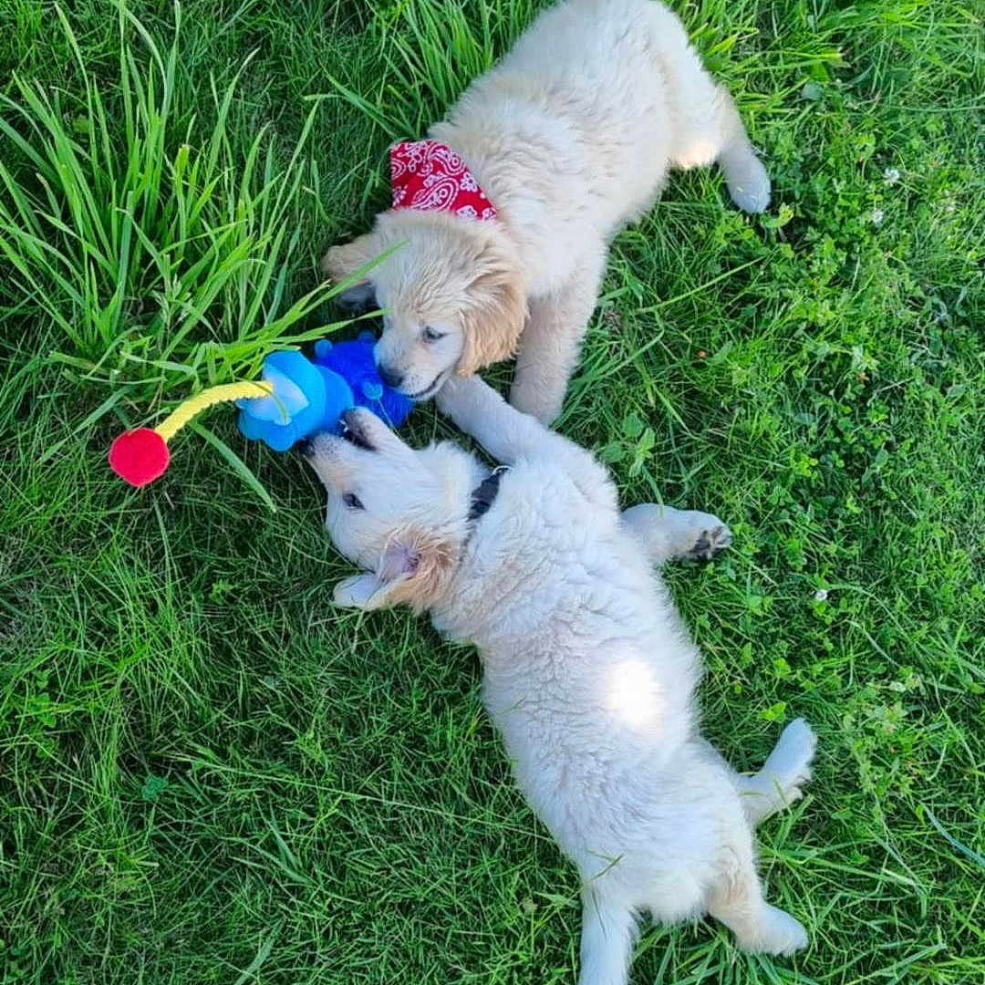 Appy Et Aulga participe au concours pour gagner de l'argent avec cette photo : animal, bandana, canine, cute, friendship, fun, fur, golden_retriever, grass, greenery, mammal, nature, outdoor, pets, playful, puppies, summer, toy, tug_of_war, young