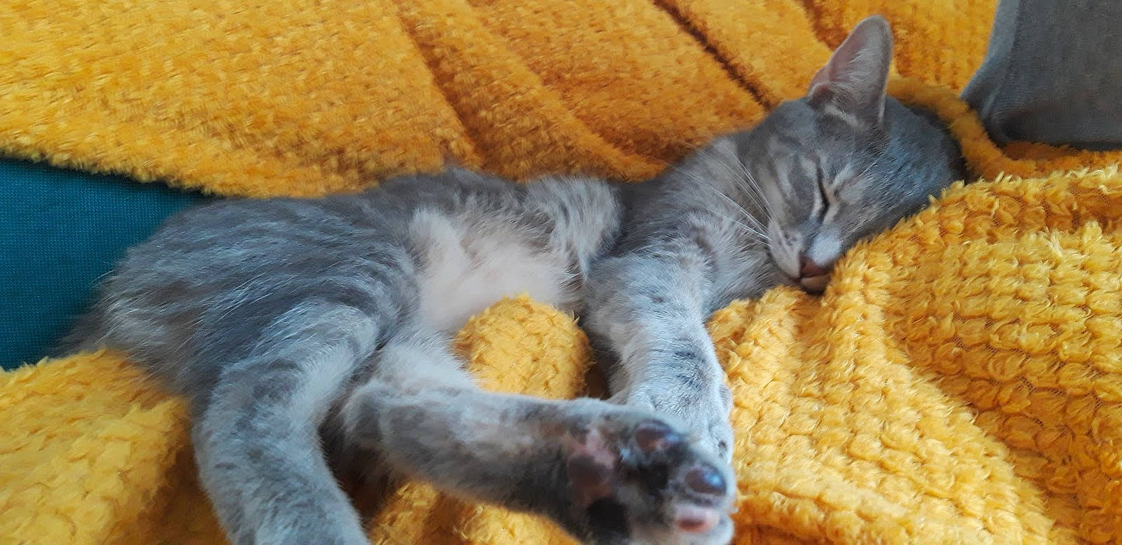 Hana participe au concours pour gagner de l'argent avec cette photo : canidae, carnivore, cat, cat_bed, cat_supply, claw, comfort, companion_dog, dog_breed, domestic_short_haired_cat, fawn, felidae, fur, grey, paw, small_to_medium_sized_cats, snout, tail, whiskers, wool