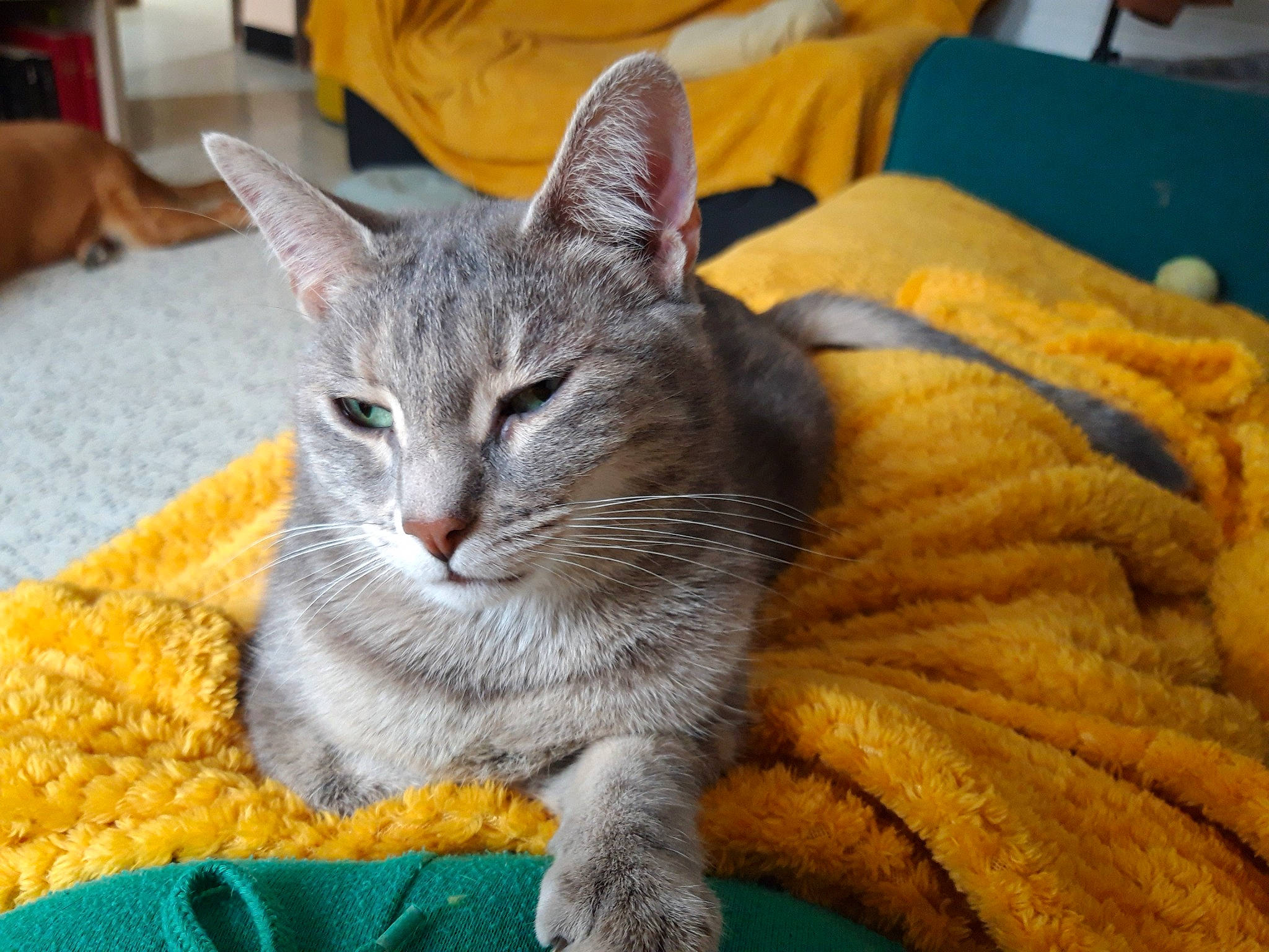 Hana a rejoint le concours — aidez-le/la à gagner de superbes lots ! carnivore, cat, cat_furniture, cat_supply, chair, claw, comfort, domestic_short_haired_cat, felidae, fur, grey, paw, sitting, small_to_medium_sized_cats, snout, tail, terrestrial_animal, whiskers