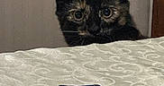 Cymbeline joined the competition — help win amazing prizes! cat, tortoiseshell_cat, pet, animal, feline, wide_eyed, peeking, indoors, bed, bedspread, bedding, uno_cards, card_game, toy, black_cat, brown_fur, whiskers, ears, portrait, home