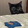cat, tortoiseshell_cat, pet, animal, feline, wide_eyed, peeking, indoors, bed, bedspread, bedding, uno_cards, card_game, toy, black_cat, brown_fur, whiskers, ears, portrait, home